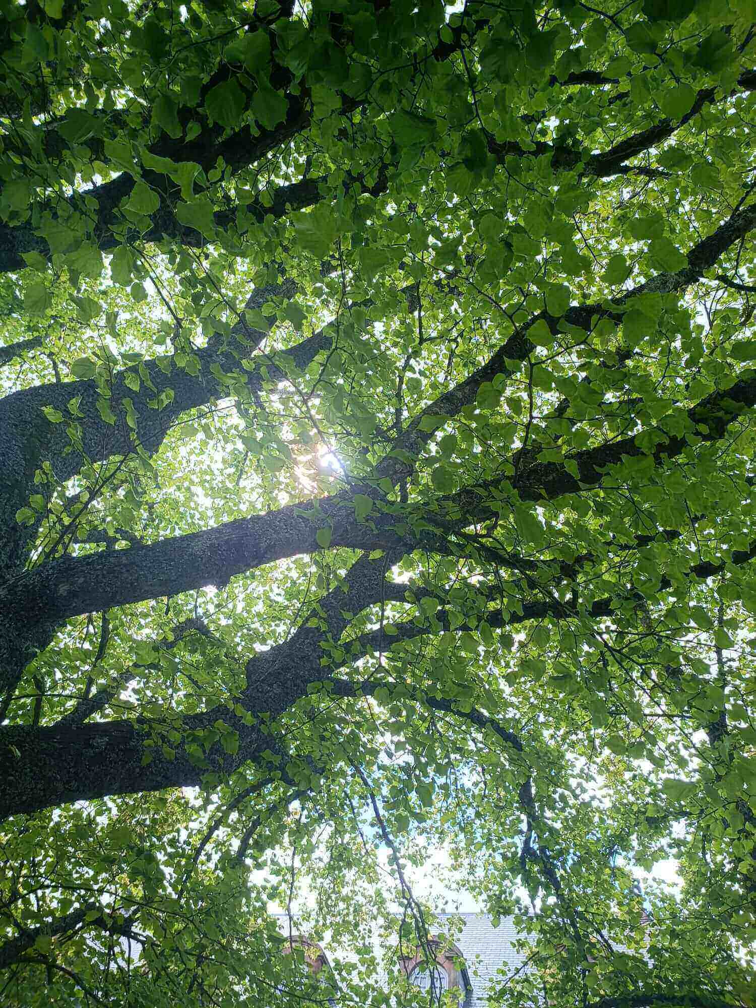 Arbre