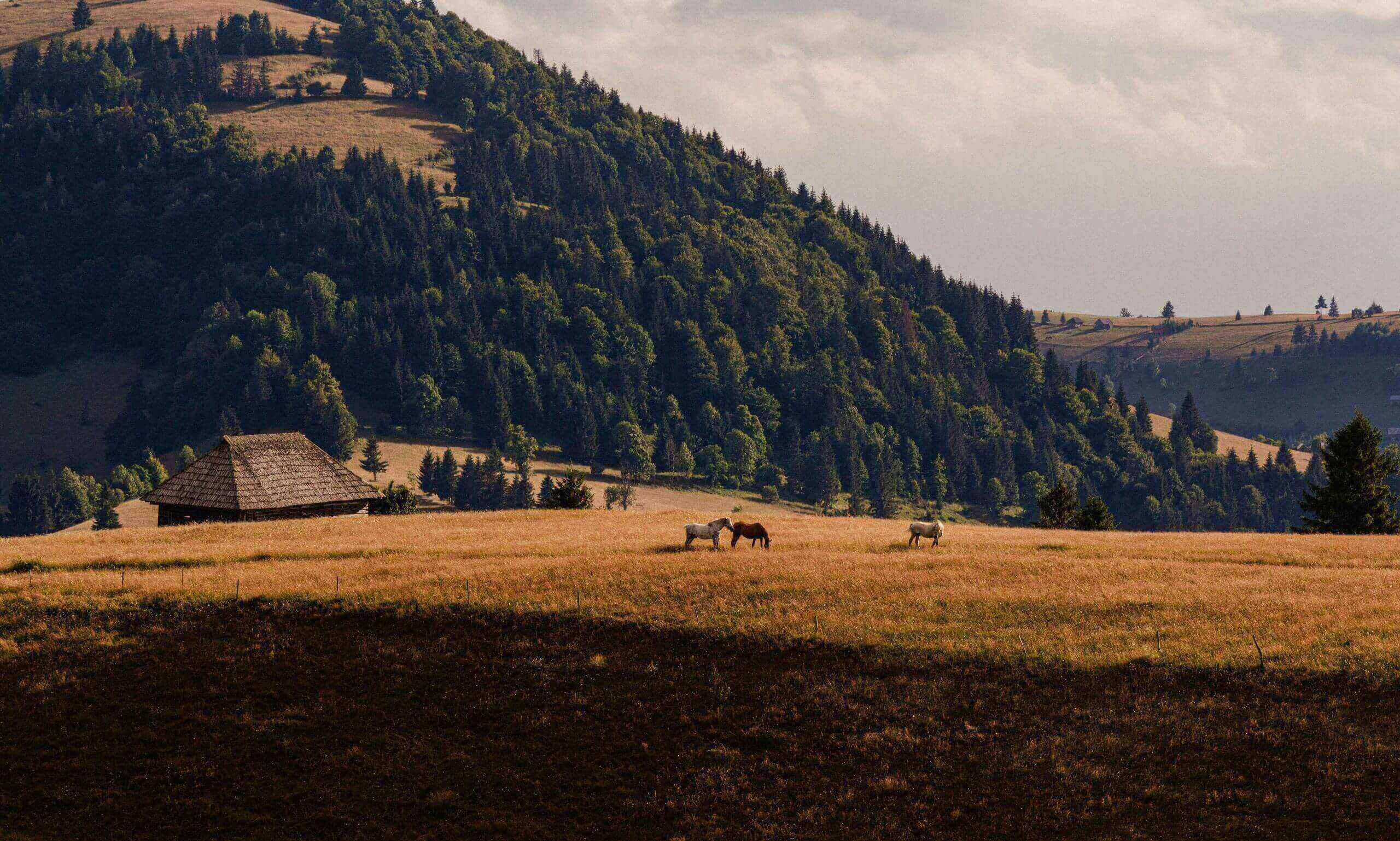 Paysage-accueil-scaled